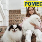 Pomedario
